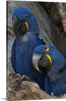 Brazil, Pantanal Wetlands, Hyacinth Macaw mated pair on their nest in a tree