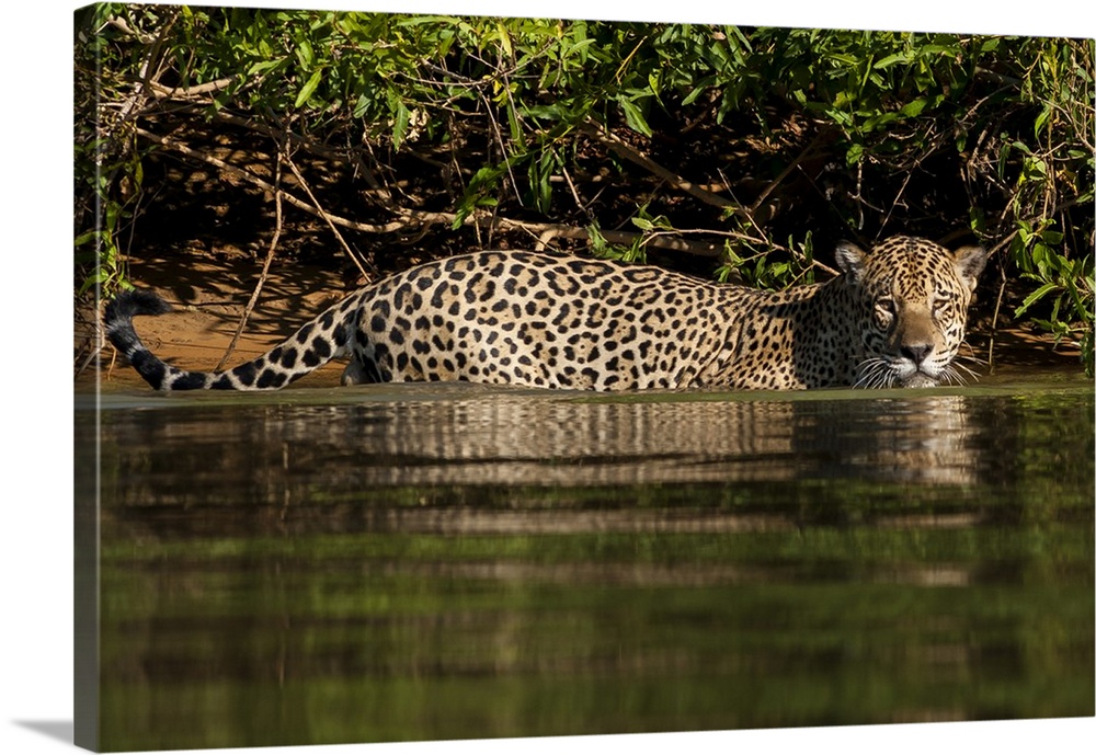 Brazil, Pantanal Wetlands, Jaguar (Panthera onca) preparing to cross the Three Brothers River.