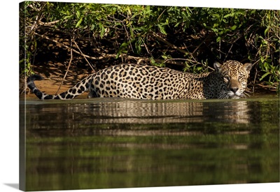 Brazil, Pantanal Wetlands, Jaguar preparing to cross the Three Brothers River