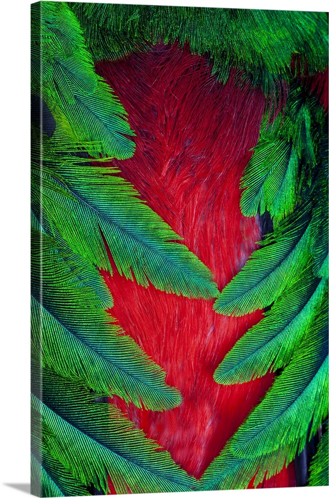 Breast and wing feather design of the Resplendent Quetzal.