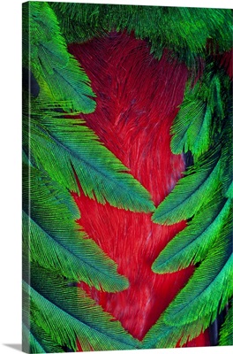 Breast and wing feather design of the Resplendent Quetzal