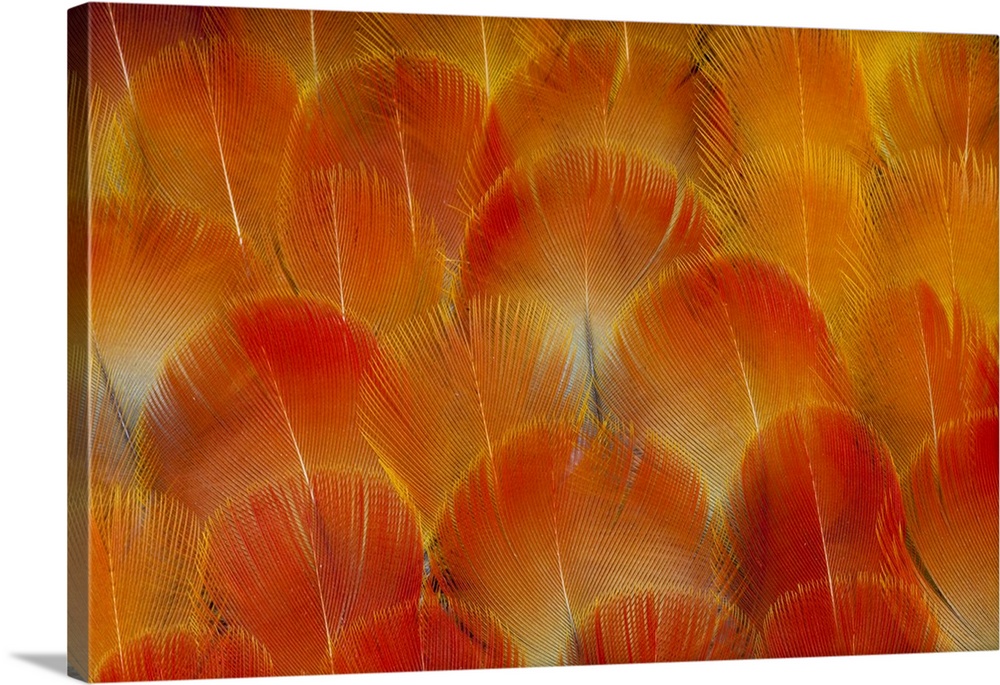 Breast feathers of the Camelot Macaw.