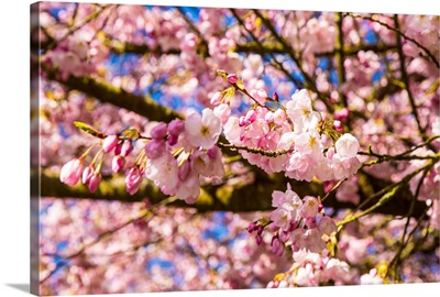 Bright Pink Cherry Blossoms In Full Bloom With A Bold Blue Sky In The Background