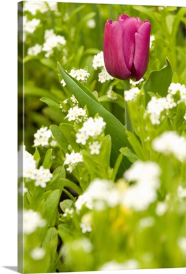 Brilliant colored single tulip contrasts to field of white flowers