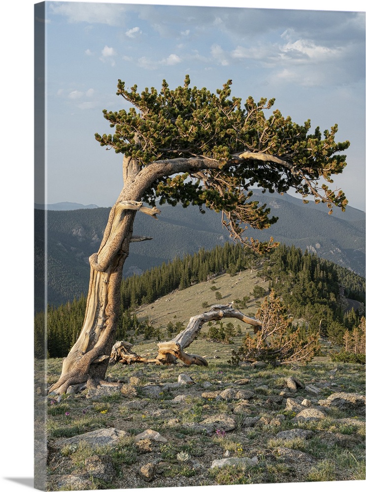 Bristlecone pine, Mount Evans Wilderness Area, Colorado.