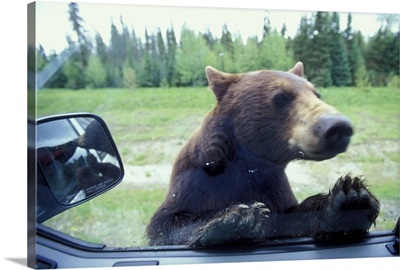 British Columbia, Black Bear looks in camper window near Mt. Robson National Park