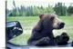 image thumbnail of Canada, British Columbia, Black Bear (Ursus americanus) looks in camper window near Mt. Robson National Park