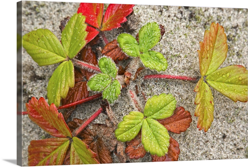 Canada, British Columbia, Calvert Island. Colorful beach strawberry plant growing in sand. Credit as: Don Paulson / Jaynes...
