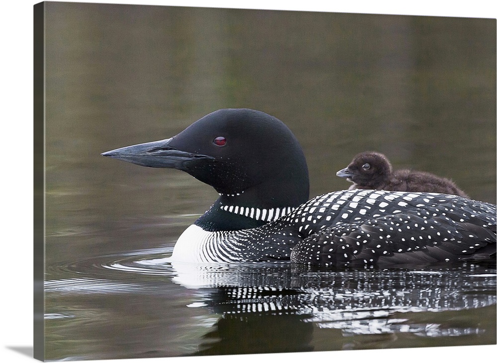 North America, Canada, British Columbia. Common Loon, (Gavia immer) with a chick on its back.