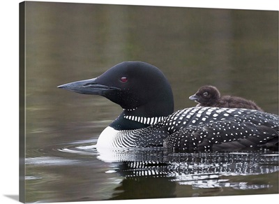 British Columbia, Common Loon,  with a chick on its back