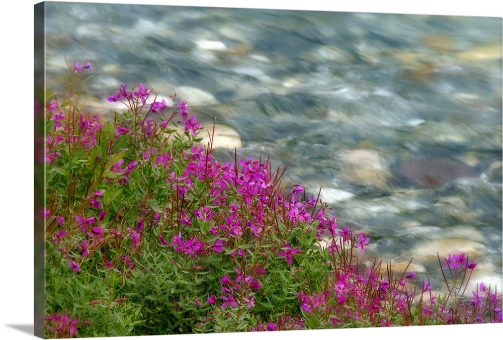 Canada, British Columbia, Kootenay National Park. Fireweed grows next to rapidly flowing stream. Credit as: Don Paulson / ...