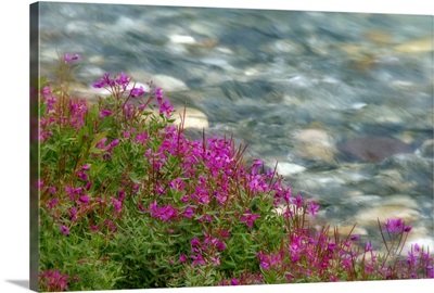 British Columbia, Kootenay National Park, Fireweed grows next to rapidly flowing stream