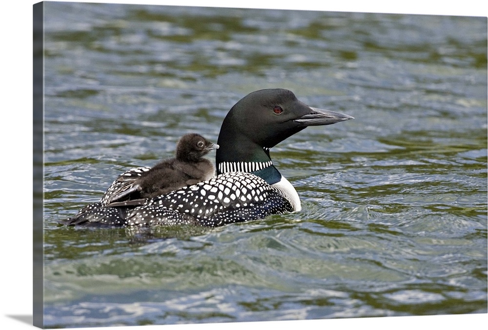 North America, Canada, British Columbia, Lac Le Jeune. Common Loon (Gavia immer) swimming with chick on back