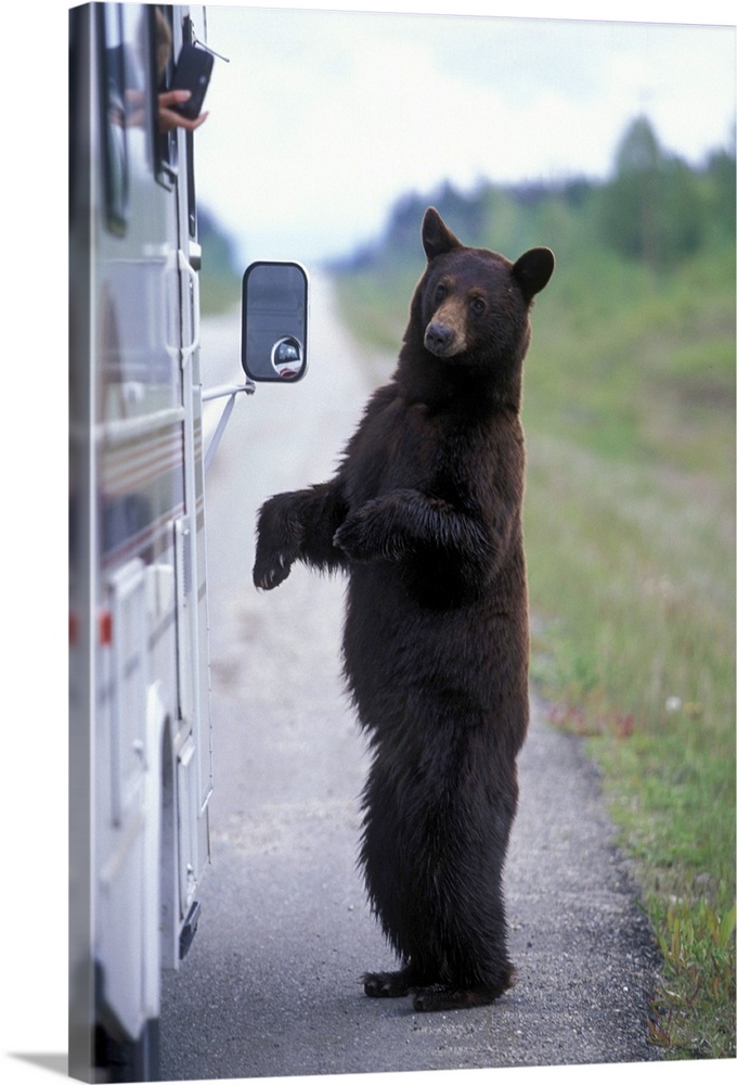 Canada, British Columbia,  Mount Robson National Park, Black Bear (Ursus americanus) stands by RV window