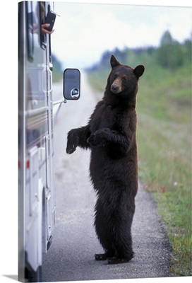 British Columbia, Mount Robson National Park, Black Bear stands by RV window