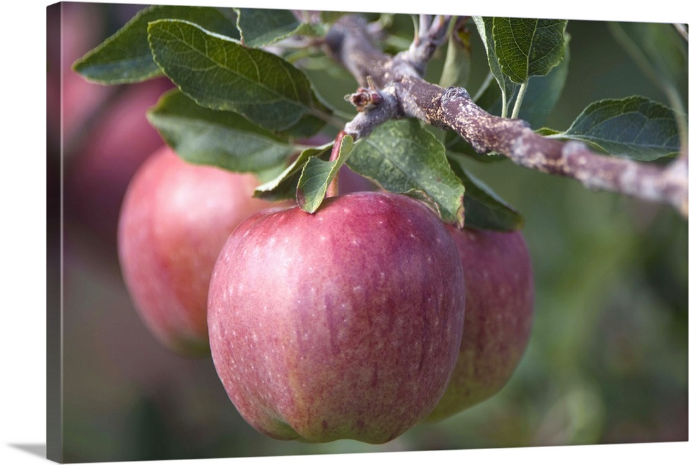 NA; Canada; British Columbia; Okanagan Valley; Mac Apples (Selective Focus)