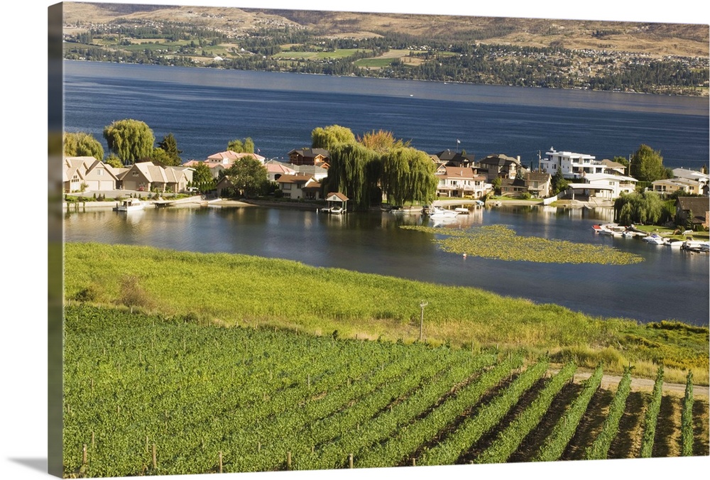 NA; Canada; British Columbia; Okanagan Valley; Westbank; Quail's Gate Estate Vineyard on Lake Okanagan