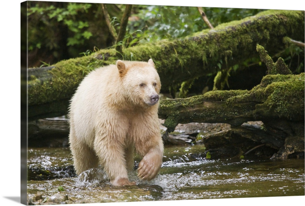 Canada, British Columbia, Princess Royal Island. Spirit Bear, a white variety of the black bear. Credit as: Don Paulson / ...