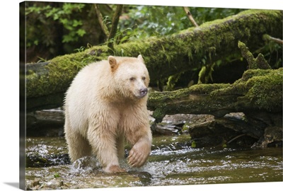 British Columbia, Princess Royal Island, Spirit Bear, a white variety of the black bear