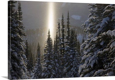 British Columbia, Smithers, snow-laden spruce trees
