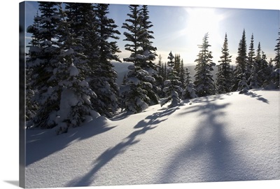 British Columbia, Smithers, Snow-laden spruce trees cast shadows across sunlit snow