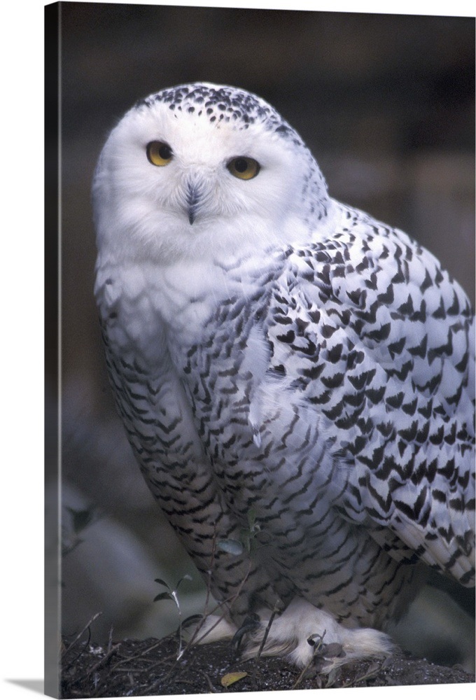 British Columbia, Vancouver Island, Snowy white owl Wall Art, Canvas