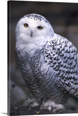 British Columbia, Vancouver Island, Snowy white owl