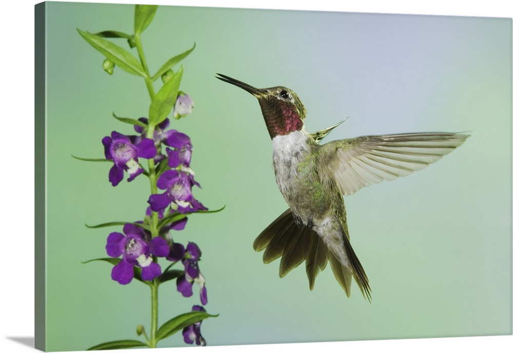 Broad-tailed Hummingbird, Selasphorus platycercus, male in flight feeding on Purple Angelonia(Angelonia angustifolia), Par...
