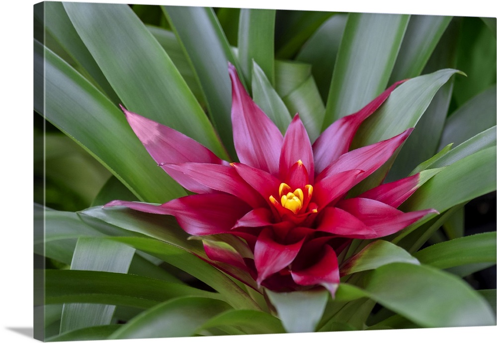 Bromeliad.