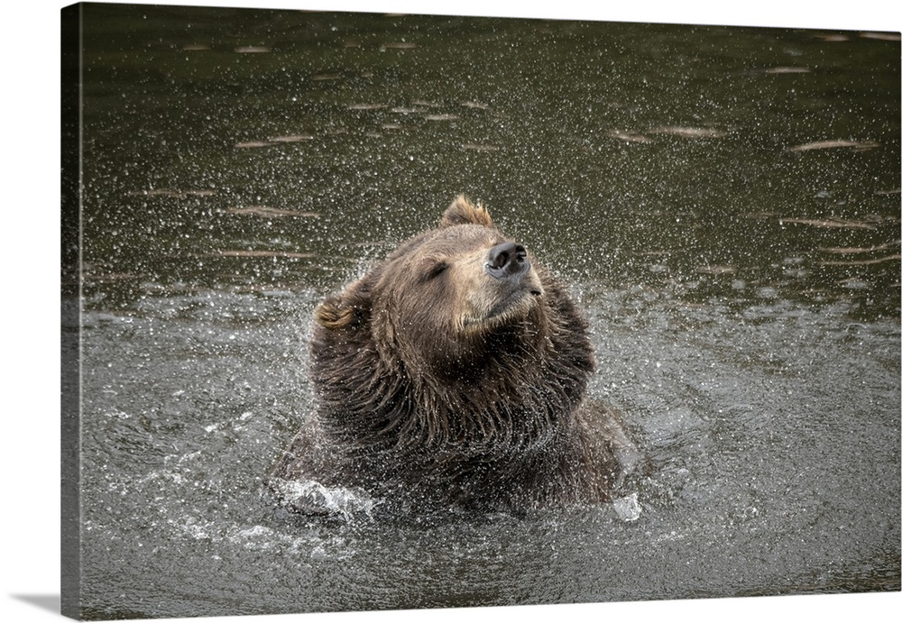 Brown Bear At Fortress Of The Bear, A Rescue Center In Sitka, Shakes Off Water