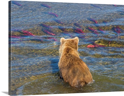 Brown Bear Fishing In Shallow Waters, Katmai National Park, Alaska