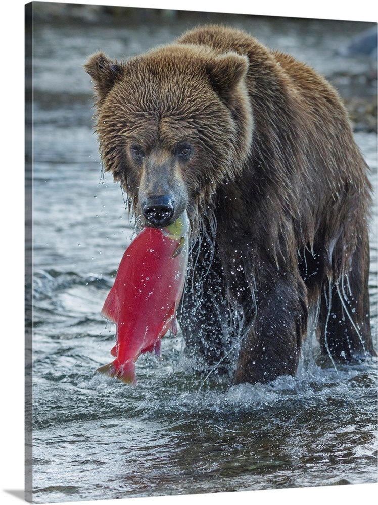 Brown bear fishing, Katmai National Park, Alaska, USA.