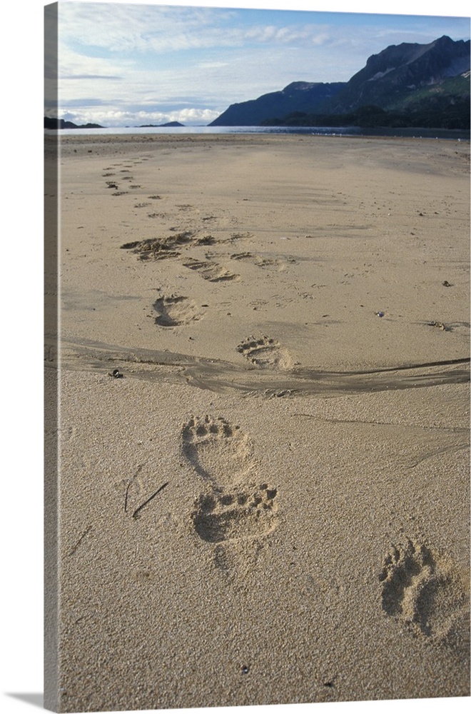 Brown bear (Ursus arctos, or Grizzly bear, Ursus horribils) footprints in the sand along east coast of Katmai National Par...