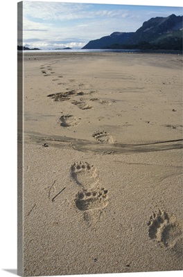 Brown bear footprints, Katmai National Park, Alaskan peninsula