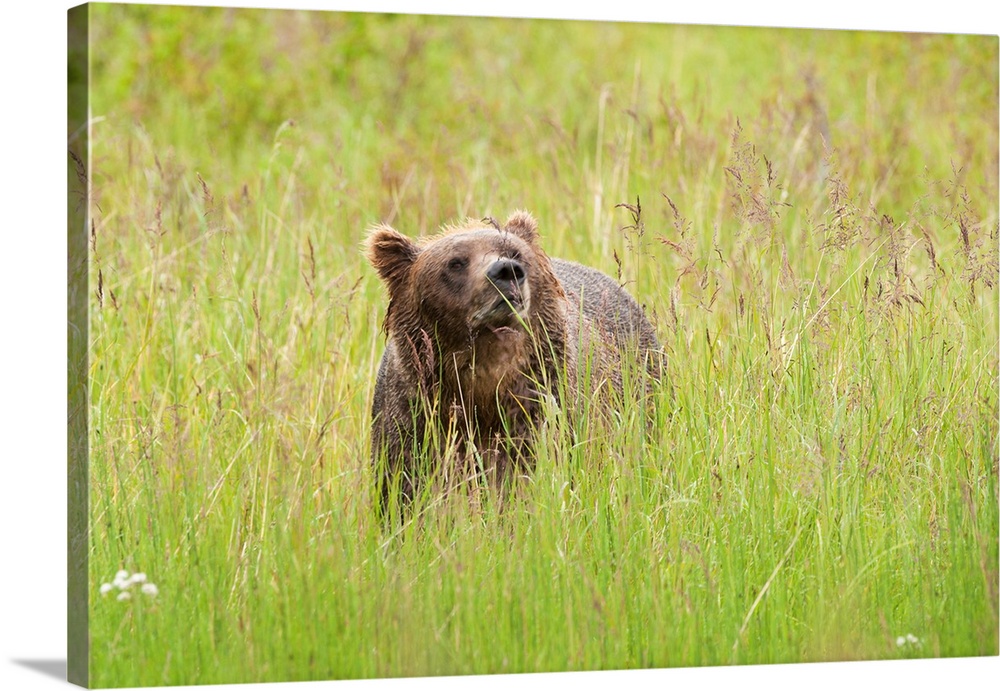 Brown bear, Katmai National Park, Alaska, USA.