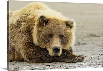 Brown Bear Resting On The Beach, Silver Salmon Creek, Lake Clark National Park, Alaska
