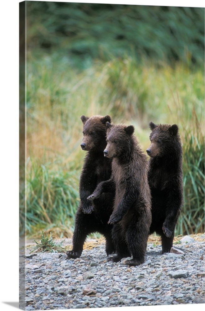 Brown bears (Ursus arctos, aka Grizzly bears, Ursus horribils), three spring cubs standing next to each other, Katmai Nati...