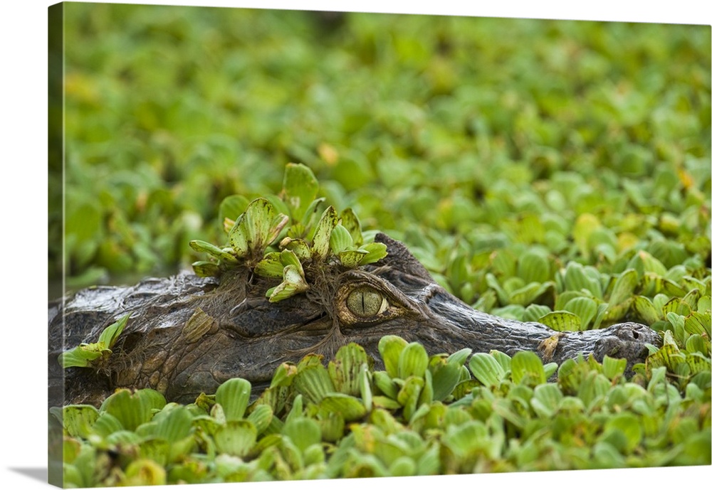 Brown Caiman (Caiman crocodilus fuscus, subspecies of Caiman crocodilus) in Water Lettuce (Pistia stratiotes). Hato Masagu...