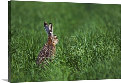 Brown Hare, adult in meadow, Burgenland, Austria