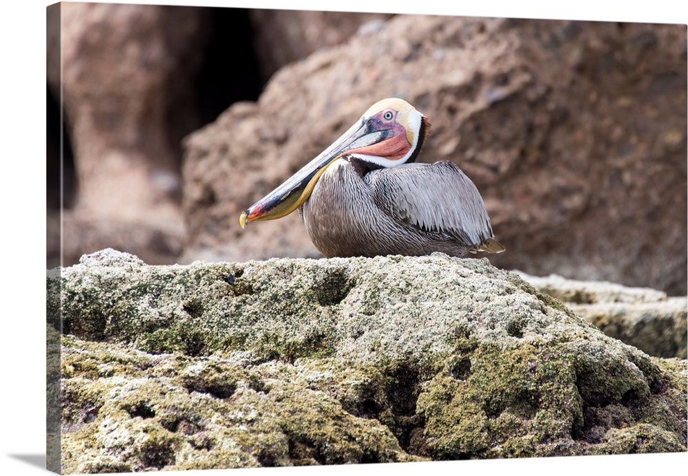 Mexico, Baja California, Sea of Cortez. Brown Pelican breeding plumage. Comical double chin.