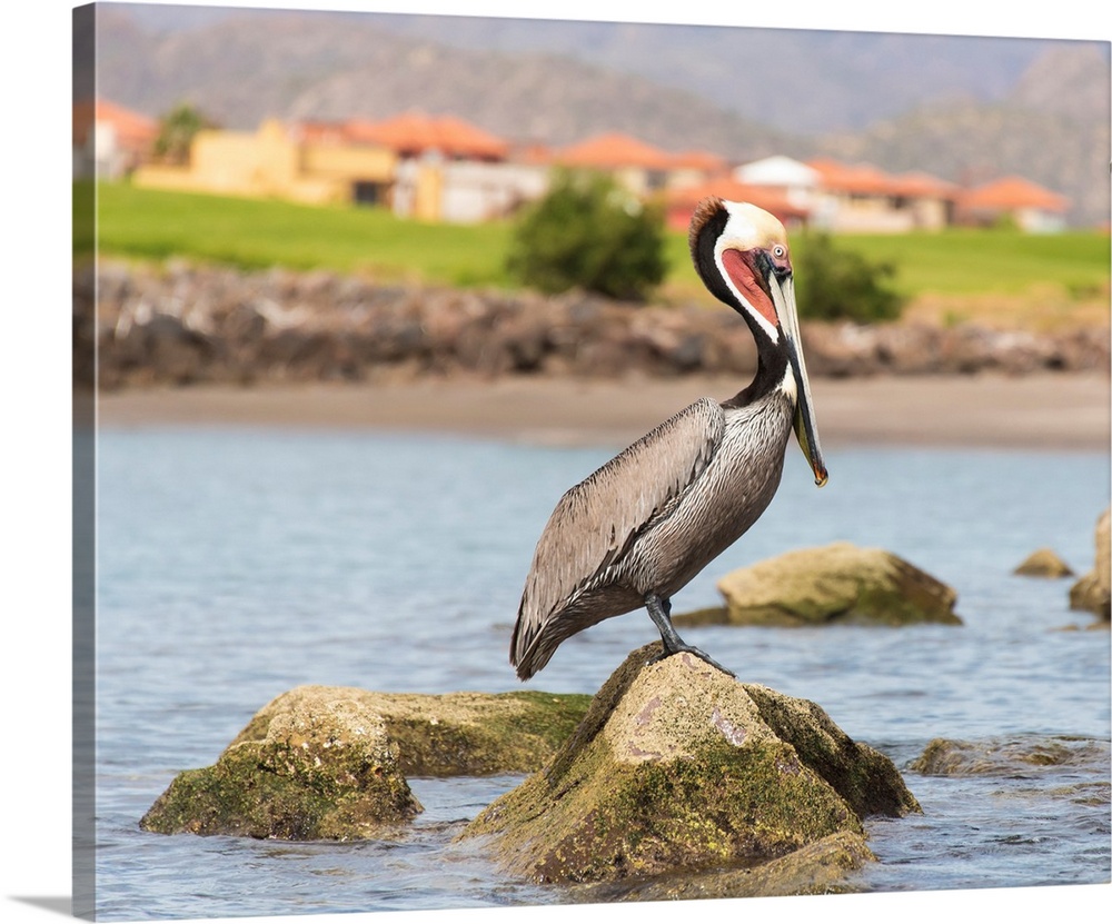 Mexico, Baja California Sur, Sea of Cortez, Loreto Bay. Brown Pelican breeding plumage perches on rock.