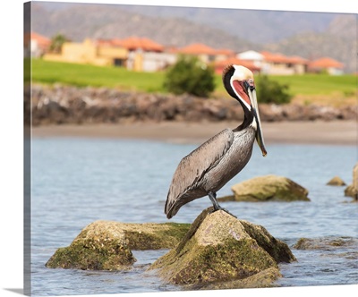 Brown Pelican Breeding Plumage Perches On Rock, Loreto Bay, Sea Of Cortez, Mexico