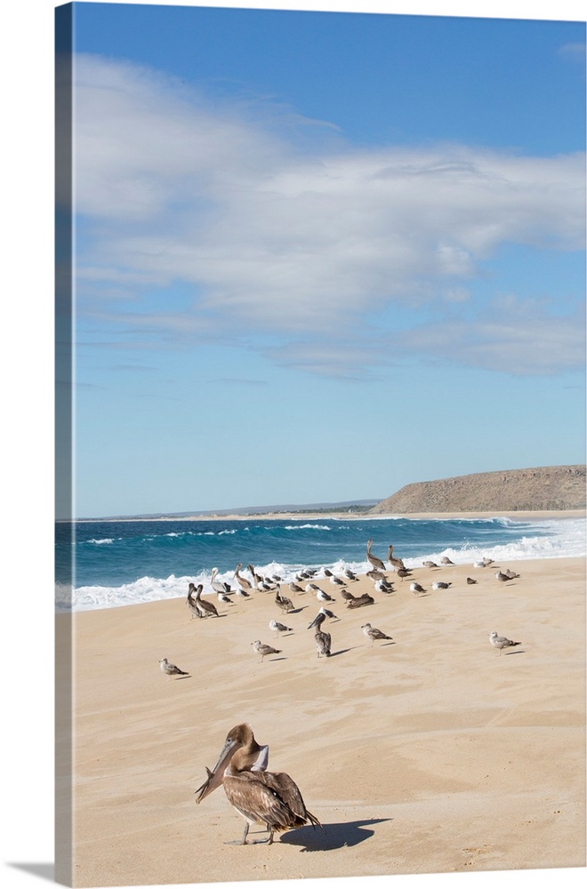 North America, Mexico, Baja Calfornia Sur, Todos Santos, Cerritos Beach. Brown Pelicans, Pelecanus occidentalis.