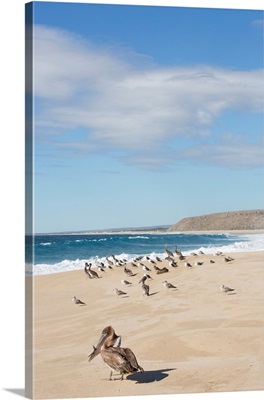 Brown Pelicans, Cerritos Beach, Todos Santos, Baja California Sur, Mexico