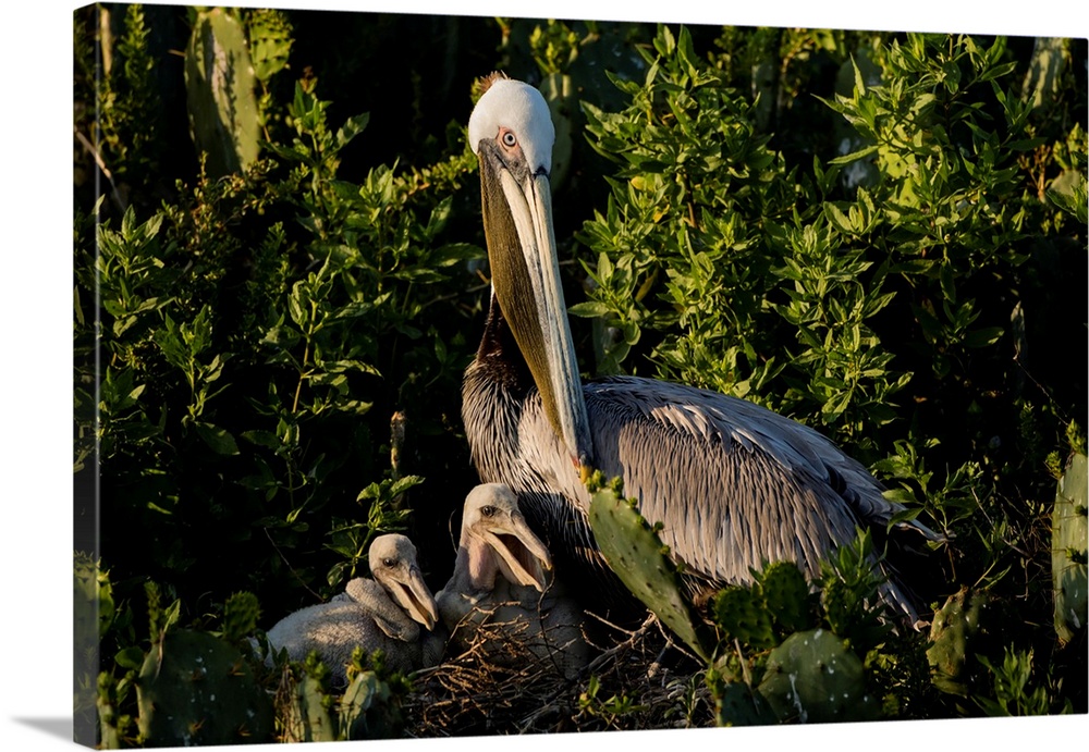 Brown Pelicans (Pelecanus occidentalis) nesting