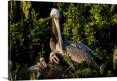 Brown Pelicans (Pelecanus Occidentalis) Nesting