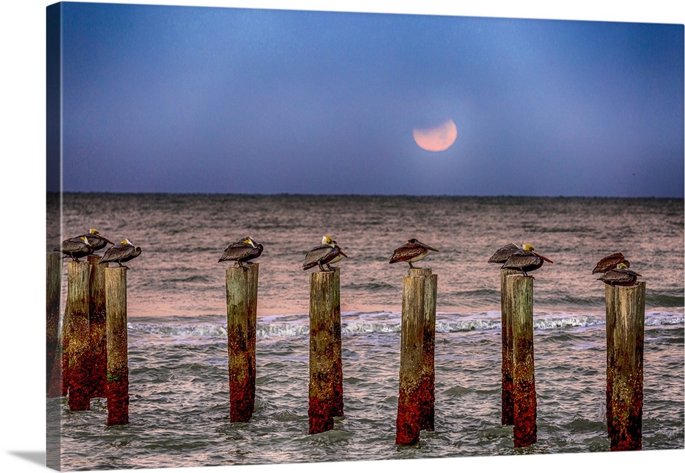 Brown pelicans rest on pilings off a Naples Beach during an eclipse of the moon.