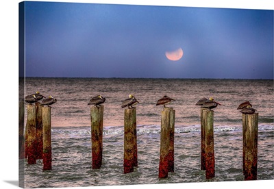 Brown Pelicans Rest On Pilings Off A Naples Beach During An Eclipse Of The Moon