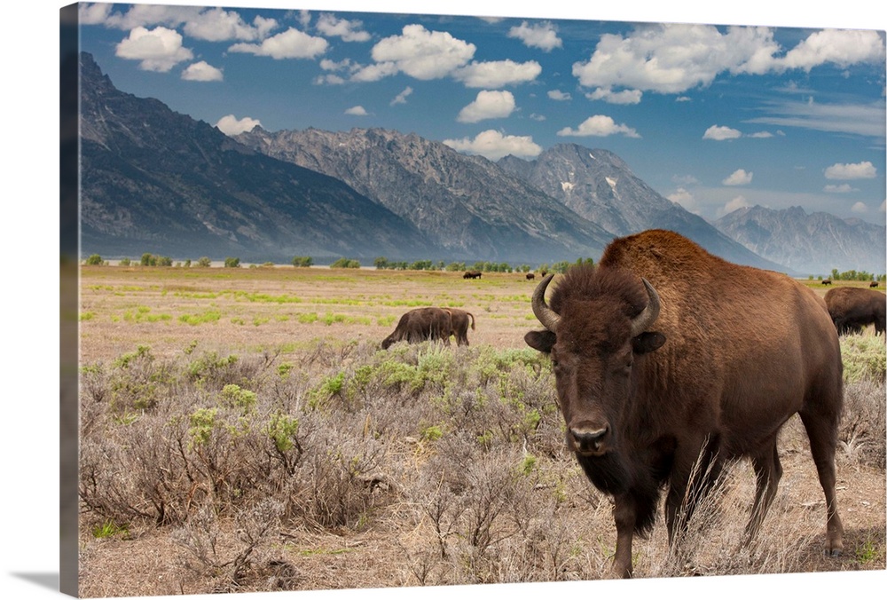 Buffalo. Grand Teton National Park. Wyoming.