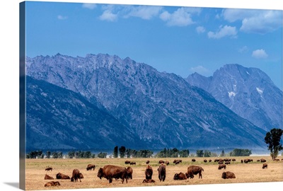Buffalo Herd With Grand Teton Mountains Behind, Grand Teton National Park, Wyoming